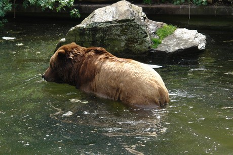 grizzlybaer
