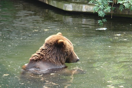 grizzlybaer