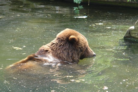 grizzlybaer