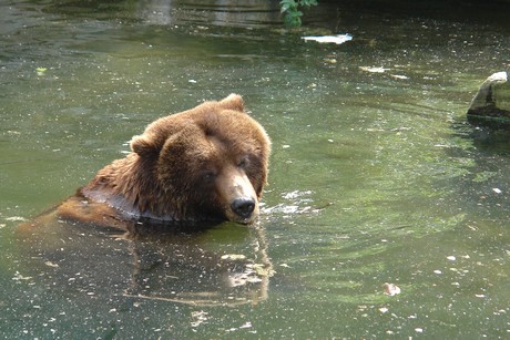 grizzlybaer