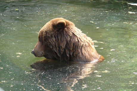 grizzlybaer