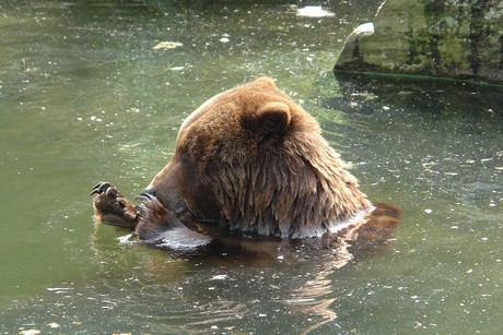 grizzlybaer