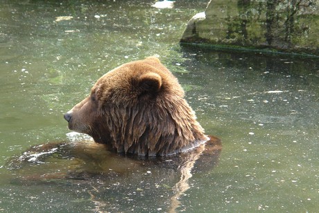grizzlybaer
