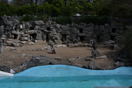 humboldt-pinguine