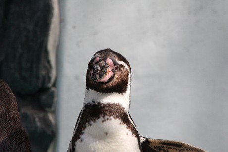 humboldt-pinguine