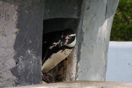 humboldt-pinguine