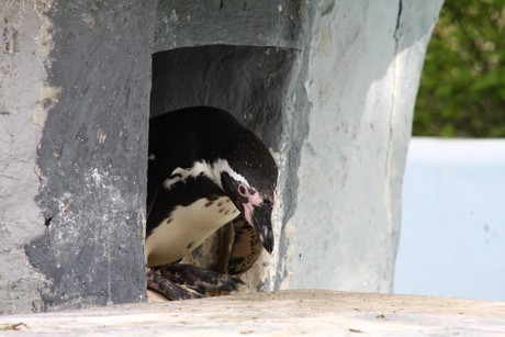 humboldt-pinguine