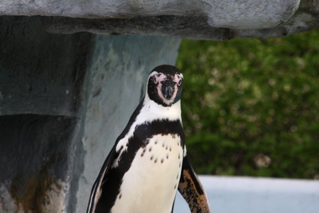 humboldt-pinguine