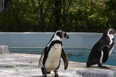 humboldt-pinguine