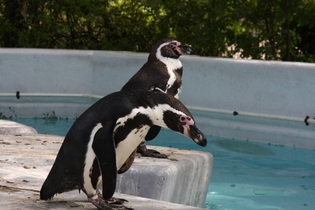 humboldt-pinguine