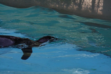 humboldt-pinguine
