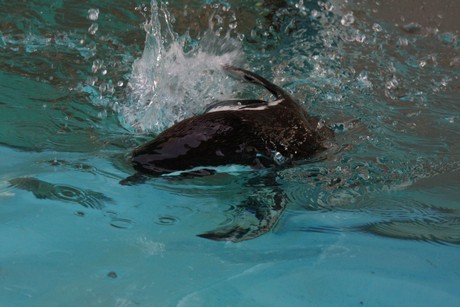 humboldt-pinguine