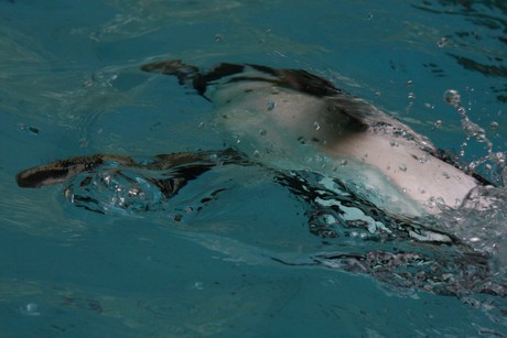 humboldt-pinguine