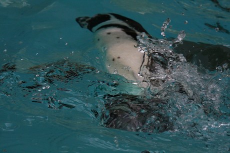 humboldt-pinguine