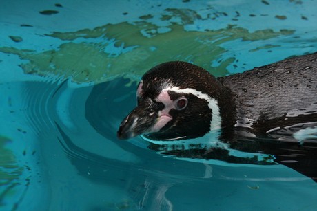 humboldt-pinguine
