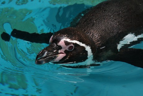 humboldt-pinguine