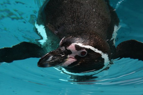 humboldt-pinguine