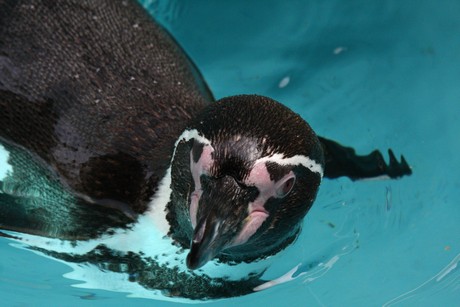 humboldt-pinguine