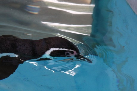 humboldt-pinguine