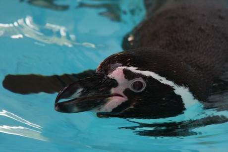 humboldt-pinguine