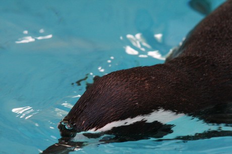 humboldt-pinguine