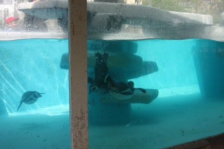 humboldt-pinguine