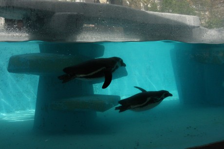 humboldt-pinguine