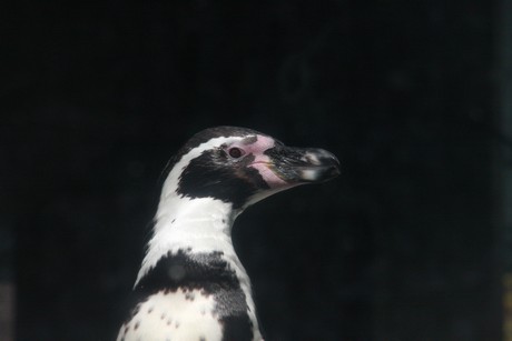 humboldt-pinguine