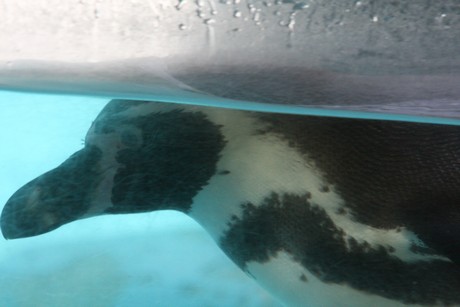 humboldt-pinguine