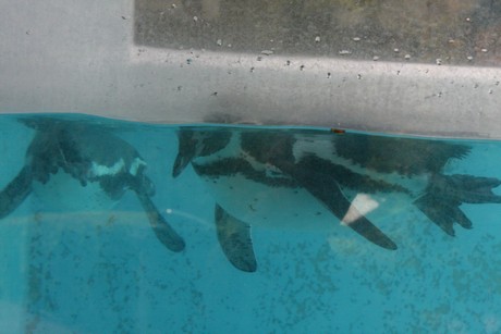 humboldt-pinguine