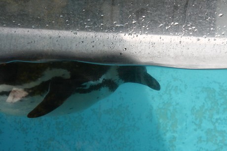 humboldt-pinguine