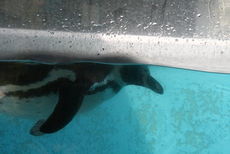 humboldt-pinguine