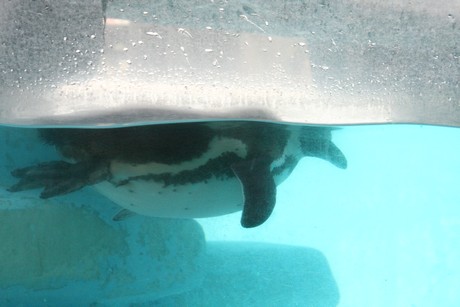 humboldt-pinguine