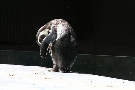 humboldt-pinguine