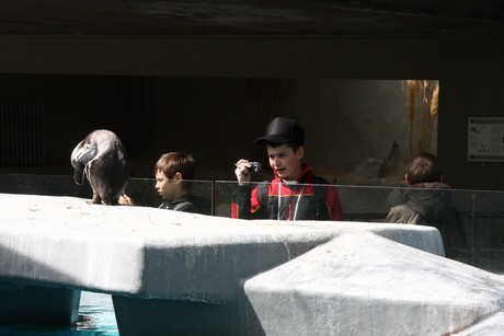 humboldt-pinguine