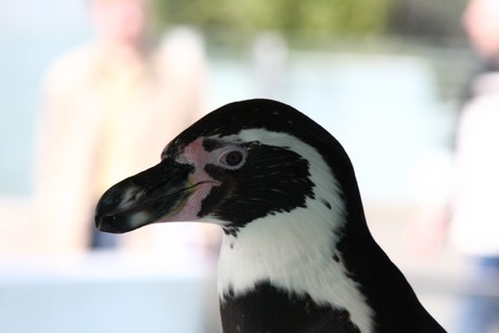 humboldt-pinguine