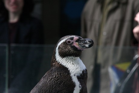 humboldt-pinguine