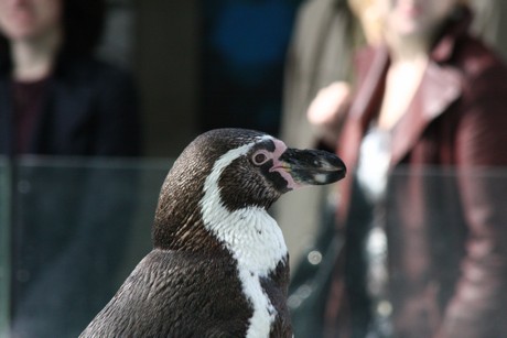 humboldt-pinguine