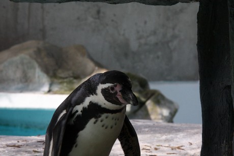 humboldt-pinguine