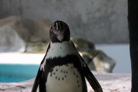 humboldt-pinguine