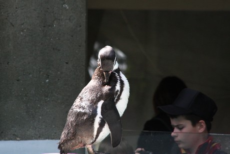 humboldt-pinguine