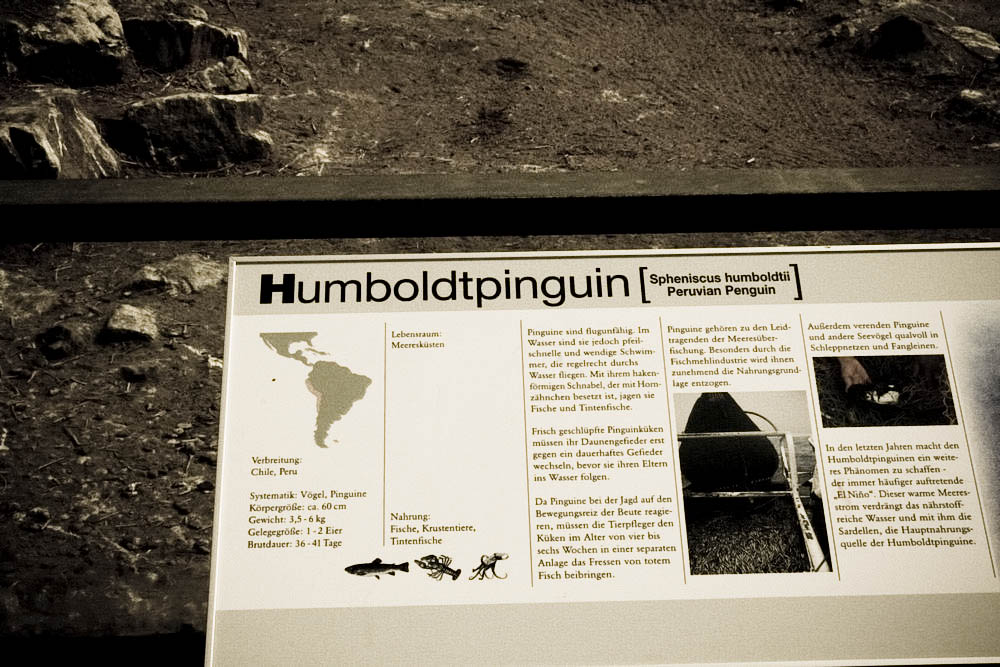 humboldt-pinguine