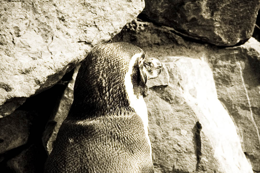 humboldt-pinguine