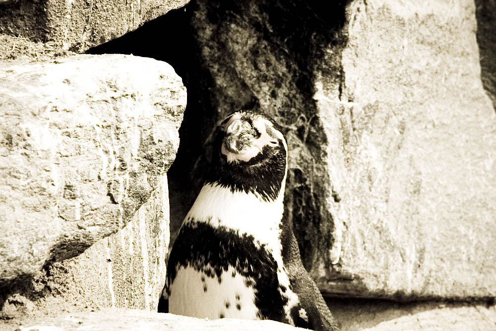 humboldt-pinguine