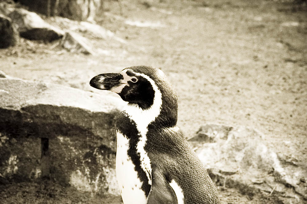 humboldt-pinguine