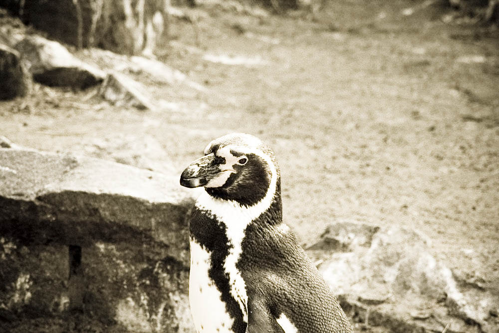 humboldt-pinguine