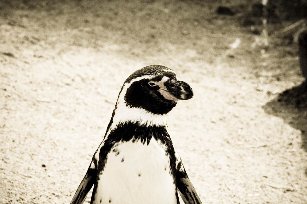 humboldt-pinguine
