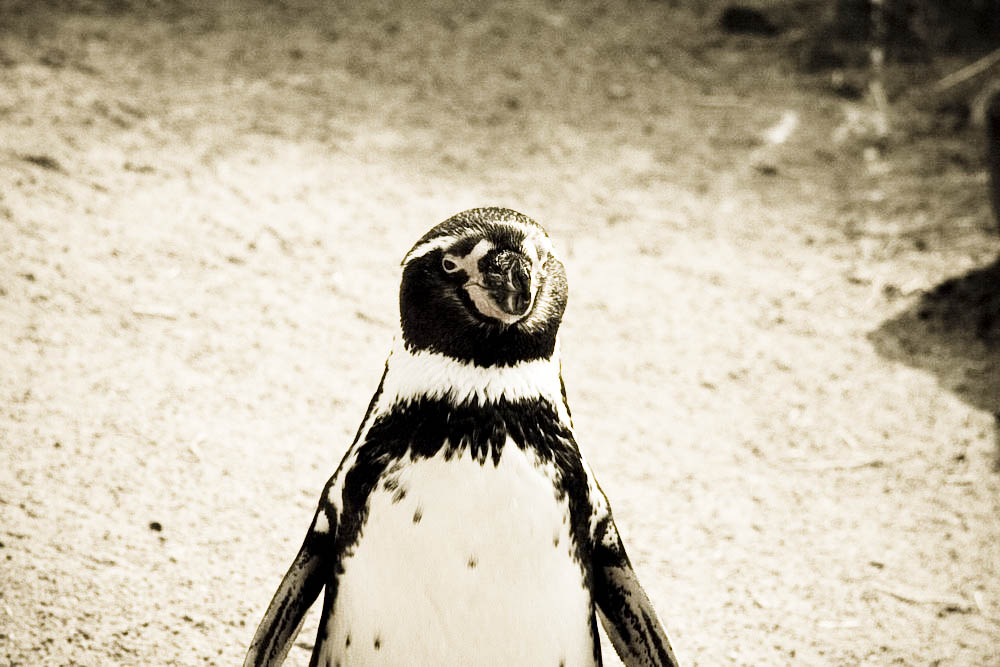 humboldt-pinguine