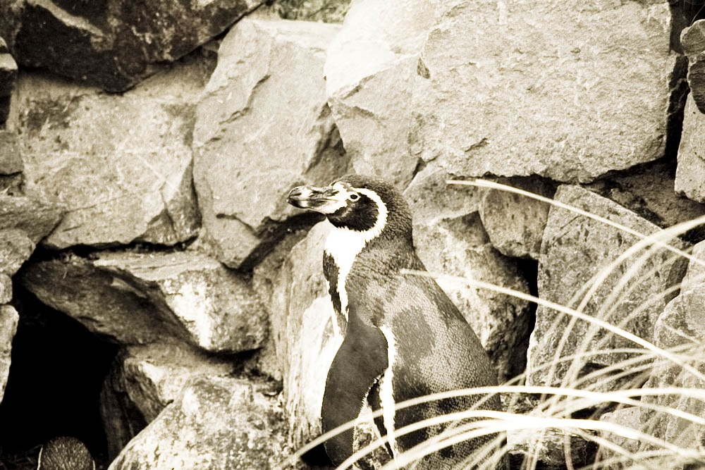 humboldt-pinguine