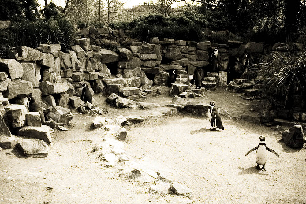 humboldt-pinguine